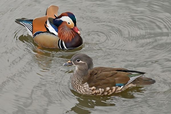 privlech-lyubov-7-LN.jpg 300x400